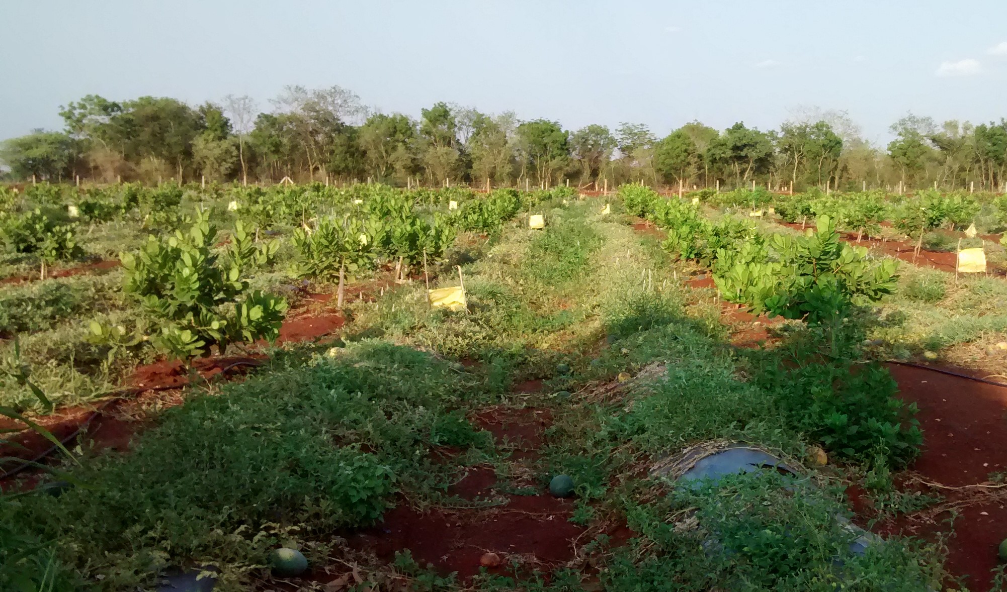 GO ECOLOGICAL IN CASHEW FARMING